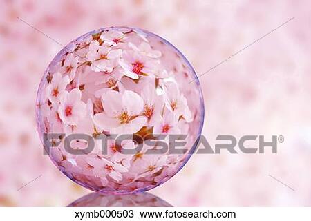 Glass globe and cherry blossoms View Large Photo Image Stock Image - Glass globe and cherry blossoms. Fotosearch