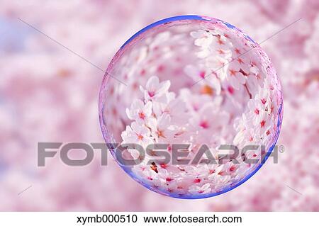 Glass globe and cherry blossoms View Large Photo Image Stock Image - Glass globe and cherry blossoms. Fotosearch