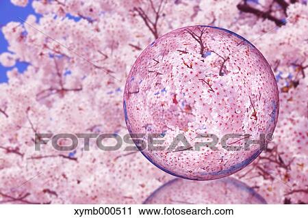 Stock Image - Glass globe and cherry blossoms. Fotosearch