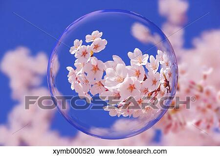 Glass globe and cherry blossoms View Large Photo Image Stock Image - Glass globe and cherry blossoms. Fotosearch