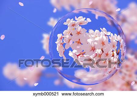 Glass globe and cherry blossoms View Large Photo Image Stock Image - Glass globe and cherry blossoms. Fotosearch