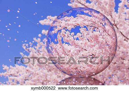 Glass globe and cherry blossoms View Large Photo Image Stock Image - Glass globe and cherry blossoms. Fotosearch