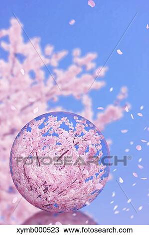 Stock Image - Glass globe and cherry blossoms. Fotosearch