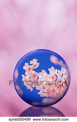 Stock Photo - Glass globe and cherry blossoms. Fotosearch