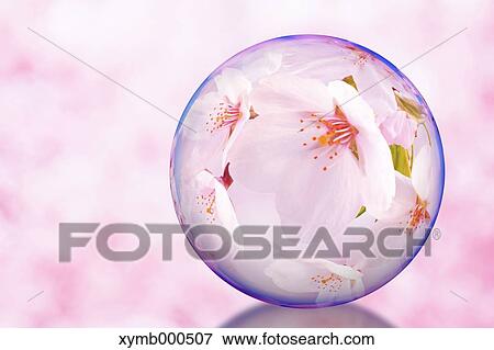 Glass globe and cherry blossoms View Large Photo Image Stock Photo - Glass globe and cherry blossoms. Fotosearch
