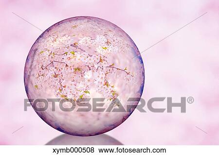 Glass globe and cherry blossoms View Large Photo Image Stock Photo - Glass globe and cherry blossoms. Fotosearch