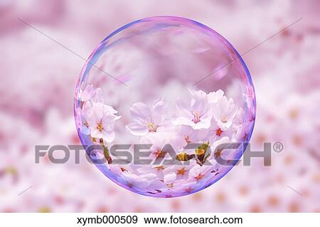 Glass globe and cherry blossoms View Large Photo Image Stock Photo - Glass globe and cherry blossoms. Fotosearch