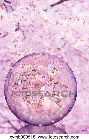 Stock Photo - Glass globe and cherry blossoms. Fotosearch