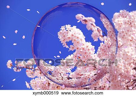 Glass globe and cherry blossoms View Large Photo Image Stock Photo - Glass globe and cherry blossoms. Fotosearch