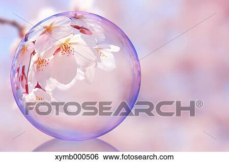 Glass globe and cherry blossoms View Large Photo Image Stock Photograph - Glass globe and cherry blossoms. Fotosearch