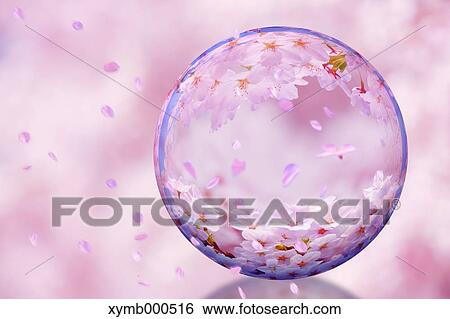 Glass globe and cherry blossoms View Large Photo Image Stock Photograph - Glass globe and cherry blossoms. Fotosearch
