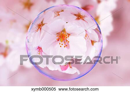 Stock Photography - Glass globe and cherry blossoms. Fotosearch