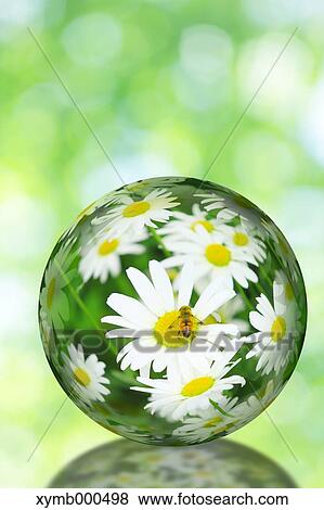 Glass globe and daisies View Large Photo Image Stock Photo - Glass globe and daisies. Fotosearch