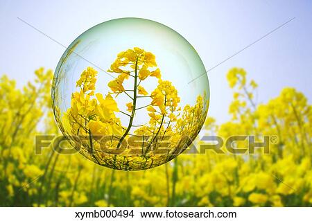 Picture - Glass globe and rapeseed flowers. Fotosearch