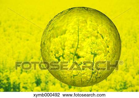 Glass globe and rapeseed flowers View Large Photo Image Stock Image - Glass globe and rapeseed flowers. Fotosearch