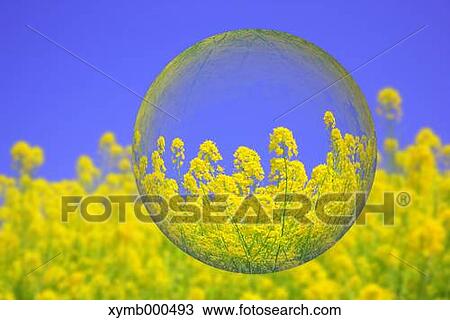 Glass globe and rapeseed flowers View Large Photo Image Stock Image - Glass globe and rapeseed flowers. Fotosearch