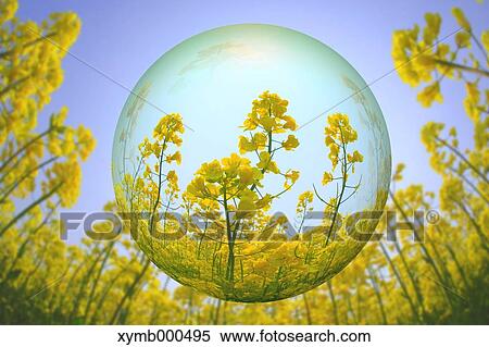 Glass globe and rapeseed flowers View Large Photo Image Stock Photography - Glass globe and rapeseed flowers. Fotosearch