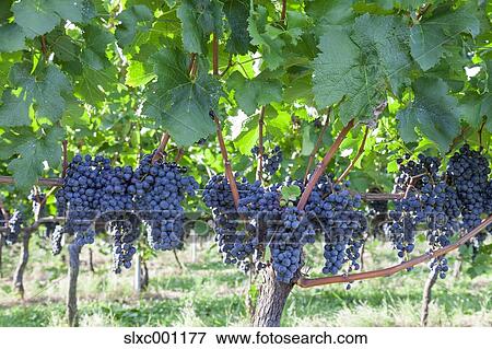 Stock Photo - Grape vines. Fotosearch