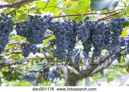 Grape vines View Large Photo Image Stock Photograph - Grape vines. Fotosearch