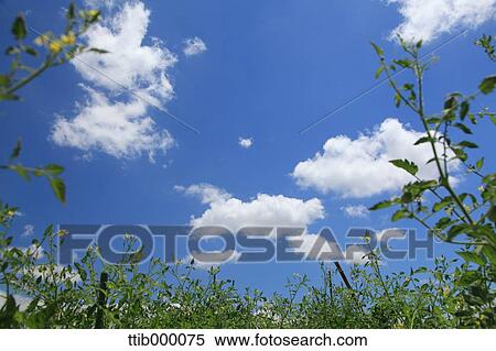 Stock Photography - Grassland and sky. Fotosearch