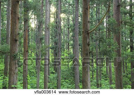 Green forest View Large Photo Image Picture - Green forest. Fotosearch
