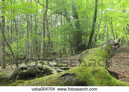 Green forest View Large Photo Image Picture - Green forest. Fotosearch