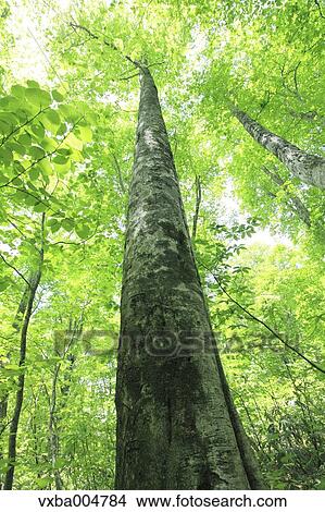 Picture - Green forest. Fotosearch