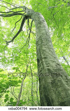 Green forest View Large Photo Image Picture - Green forest. Fotosearch