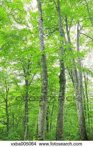 Green forest View Large Photo Image Picture - Green forest. Fotosearch
