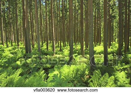 Stock Image - Green forest. Fotosearch