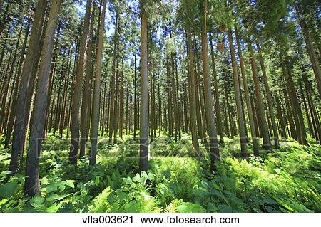 Green forest View Large Photo Image Stock Image - Green forest. Fotosearch