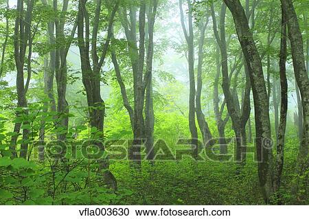 Green forest View Large Photo Image Stock Image - Green forest. Fotosearch