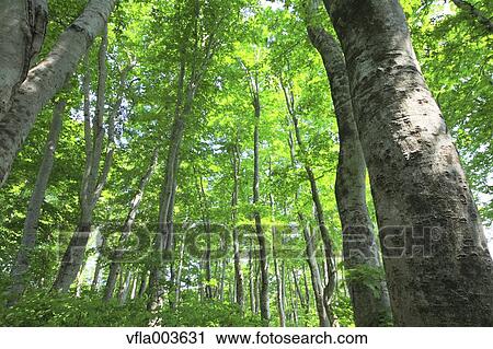 Green forest View Large Photo Image Stock Image - Green forest. Fotosearch