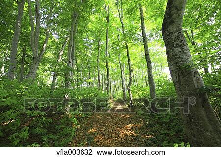 Stock Image - Green forest. Fotosearch