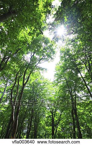 Green forest View Large Photo Image Stock Image - Green forest. Fotosearch