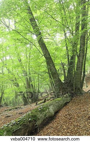 Green forest View Large Photo Image Stock Image - Green forest. Fotosearch