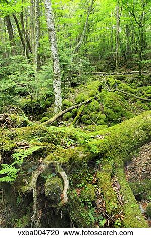 Green forest View Large Photo Image Stock Image - Green forest. Fotosearch