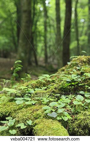 Green forest View Large Photo Image Stock Image - Green forest. Fotosearch