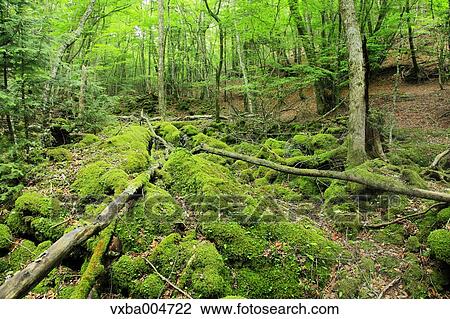 Green forest View Large Photo Image Stock Image - Green forest. Fotosearch
