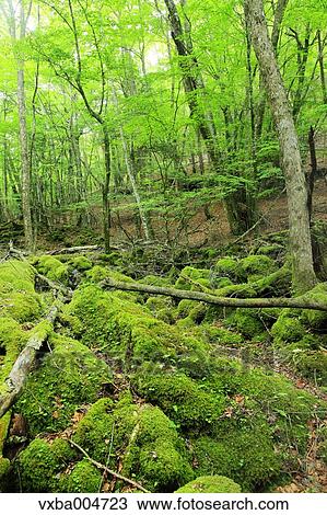 Green forest View Large Photo Image Stock Image - Green forest. Fotosearch