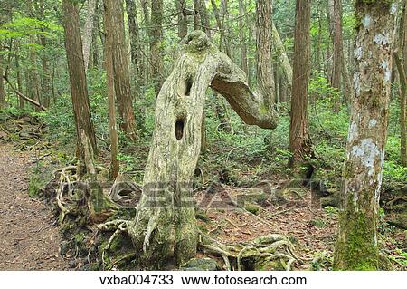 Green forest View Large Photo Image Stock Image - Green forest. Fotosearch