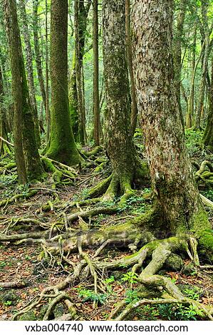 Stock Image - Green forest. Fotosearch