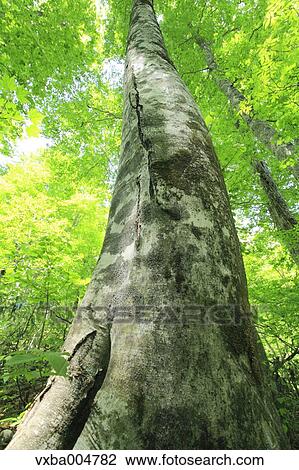 Green forest View Large Photo Image Stock Image - Green forest. Fotosearch