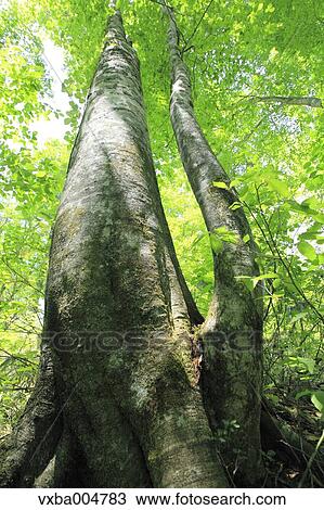 Green forest View Large Photo Image Stock Image - Green forest. Fotosearch