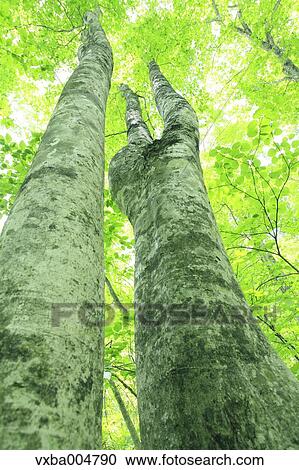 Green forest View Large Photo Image Stock Image - Green forest. Fotosearch