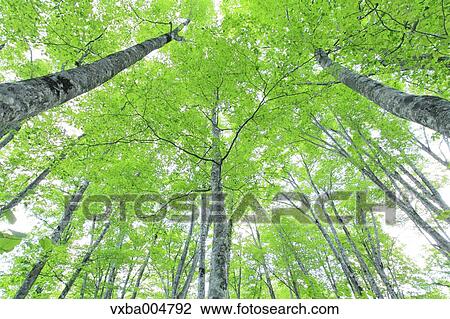 Green forest View Large Photo Image Stock Image - Green forest. Fotosearch