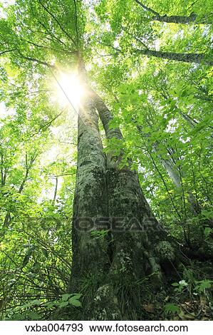 Green forest View Large Photo Image Stock Image - Green forest. Fotosearch