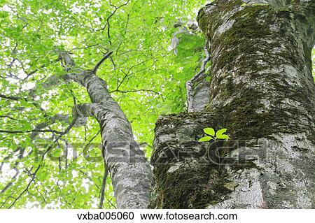 Green forest View Large Photo Image Stock Image - Green forest. Fotosearch