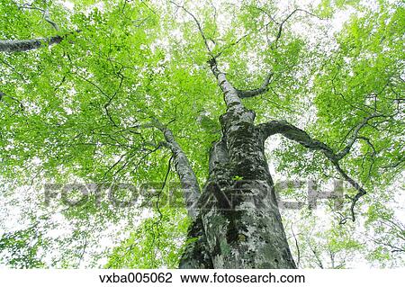 Green forest View Large Photo Image Stock Image - Green forest. Fotosearch