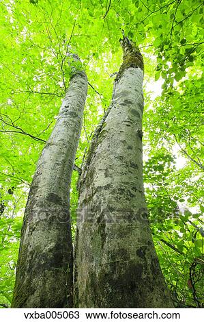 Stock Image - Green forest. Fotosearch